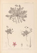Herbier de la flore française Pl0090 - Louis Antoine Cusin — artwork view
