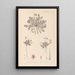 Herbier de la flore française Pl0090 - Louis Antoine Cusin — framed artwork on a wall