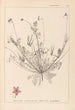 Herbier de la flore française Pl0091 - Louis Antoine Cusin — vista de la obra