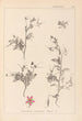 Herbier de la flore française Pl0093 - Louis Antoine Cusin — artwork view