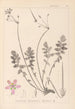 Herbier de la flore française Pl0095 - Louis Antoine Cusin — vista de la obra