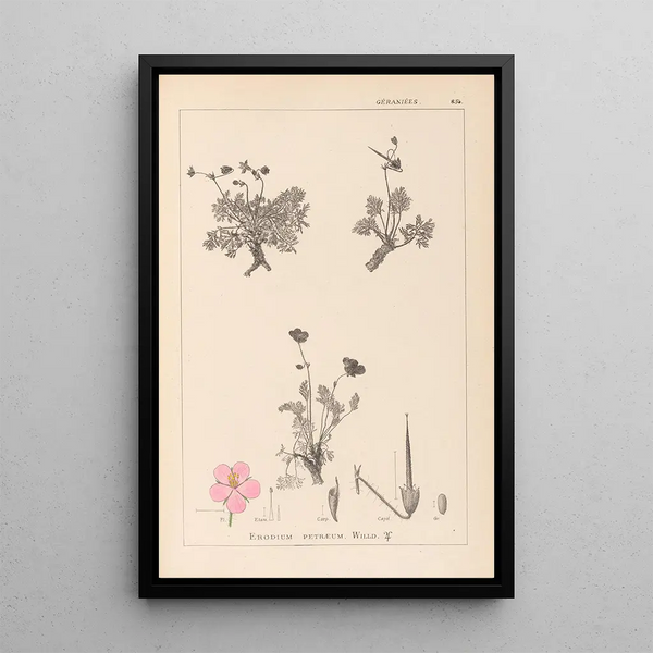 Louis Antoine Cusin - Herbier de la flore franaise Pl0096.webp