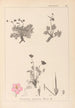 Herbier de la flore française Pl0096 - Louis Antoine Cusin — vista de la obra