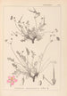 Herbier de la flore française Pl0097 - Louis Antoine Cusin — vista de la obra