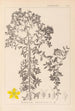 Herbier de la flore française Pl0098 - Louis Antoine Cusin — vista de la obra