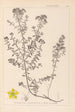 Herbier de la flore française Pl0099 - Louis Antoine Cusin — vista de la obra