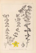 Herbier de la flore française Pl0100 - Louis Antoine Cusin — vista de la obra