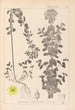 Herbier de la flore française Pl0101 - Louis Antoine Cusin — artwork view
