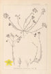 Herbier de la flore française Pl0104 - Louis Antoine Cusin — vista de la obra