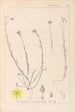 Herbier de la flore française Pl0105 - Louis Antoine Cusin — artwork view