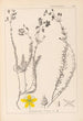 Herbier de la flore française Pl0107 - Louis Antoine Cusin — artwork view