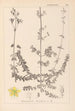 Herbier de la flore française Pl0109 - Louis Antoine Cusin — artwork view
