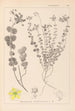 Herbier de la flore française Pl0110 - Louis Antoine Cusin — vista de la obra