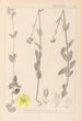 Herbier de la flore française Pl0112 - Louis Antoine Cusin — vista de la obra