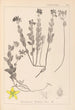Herbier de la flore française Pl0113 - Louis Antoine Cusin — vista de la obra