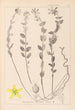 Herbier de la flore française Pl0114 - Louis Antoine Cusin — vista de la obra