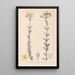 Herbier de la flore française Pl0115 - Louis Antoine Cusin — cuadro enmarcado en la pared