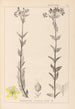 Herbier de la flore française Pl0115 - Louis Antoine Cusin — vista de la obra