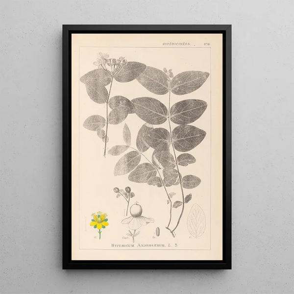 Louis Antoine Cusin - Herbier de la flore franaise Pl0117.webp
