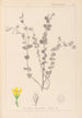 Herbier de la flore française Pl0118 - Louis Antoine Cusin — vista de la obra