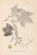 Herbier de la flore française Pl0119 - Louis Antoine Cusin — vista de la obra