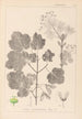 Herbier de la flore française Pl0120 - Louis Antoine Cusin — vista de la obra