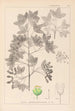 Herbier de la flore française Pl0121 - Louis Antoine Cusin — artwork view
