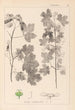 Herbier de la flore française Pl0122 - Louis Antoine Cusin — vista de la obra