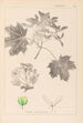 Herbier de la flore française Pl0123 - Louis Antoine Cusin — vista de la obra
