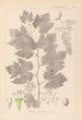 Herbier de la flore française Pl0124 - Louis Antoine Cusin — vista de la obra