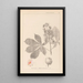 Herbier de la flore française Pl0125 - Louis Antoine Cusin — cuadro enmarcado en la pared