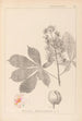 Herbier de la flore française Pl0125 - Louis Antoine Cusin — vista de la obra