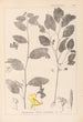 Herbier de la flore française Pl0127 - Louis Antoine Cusin — vista de la obra
