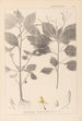 Herbier de la flore française Pl0128 - Louis Antoine Cusin — vista de la obra