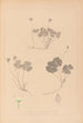 Herbier de la flore française Pl0129 - Louis Antoine Cusin — artwork view