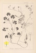 Herbier de la flore française Pl0132 - Louis Antoine Cusin — artwork view