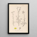 Herbier de la flore française Pl0134 - Louis Antoine Cusin — framed artwork on a wall