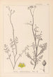 Herbier de la flore française Pl0135 - Louis Antoine Cusin — vista de la obra
