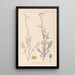 Herbier de la flore française Pl0135 - Louis Antoine Cusin — cuadro enmarcado en la pared