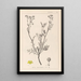 Herbier de la flore française Pl0136 - Louis Antoine Cusin — cuadro enmarcado en la pared