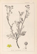 Herbier de la flore française Pl0136 - Louis Antoine Cusin — vista de la obra