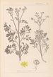 Herbier de la flore française Pl0137 - Louis Antoine Cusin — vista de la obra