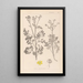 Herbier de la flore française Pl0137 - Louis Antoine Cusin — cuadro enmarcado en la pared
