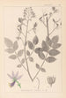 French flora herbarium painting Pl0139 - Louis Antoine Cusin — artwork view
