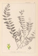 Herbier de la flore française Pl0140 - Louis Antoine Cusin — vista de la obra
