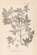 Herbier de la flore française Pl0141 - Louis Antoine Cusin — artwork view