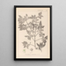 Herbier de la flore française Pl0141 - Louis Antoine Cusin — framed artwork on a wall