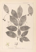 Herbier de la flore française Pl0142 - Louis Antoine Cusin — vista de la obra