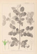 Herbier de la flore française Pl0147 - Louis Antoine Cusin — vista de la obra