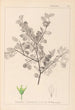 Herbier de la flore française Pl0148 - Louis Antoine Cusin — vista de la obra